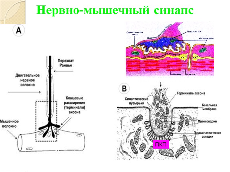 Нервно-мышечный синапс  ПКП ПКП